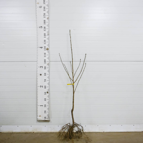 Czereśnia Kama START PACK