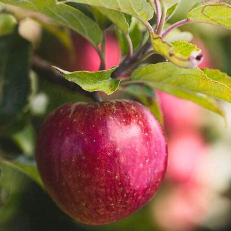 Jabłoń Red Prince START PACK