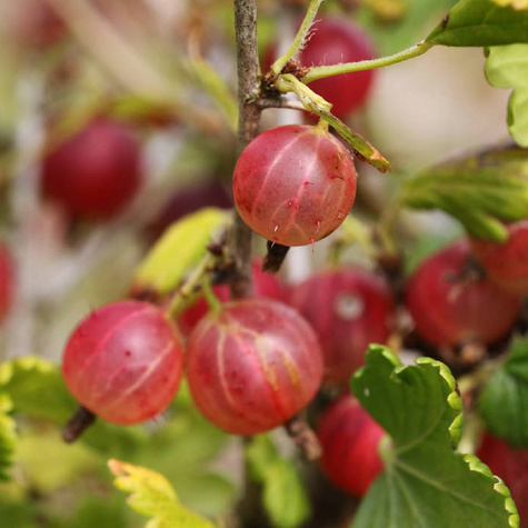 Agrest czerwony Sewierny Kapitan na pniu w balocie