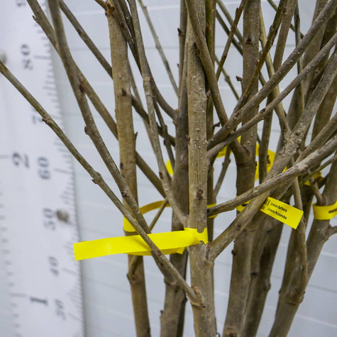 Czereśnia Schneidera Późna