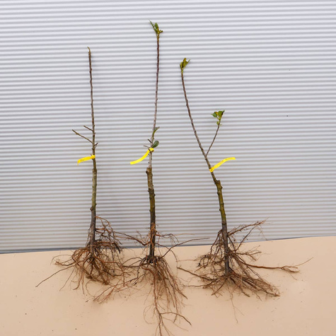 Jabłoń kolumnowa typu Rondo START PACK