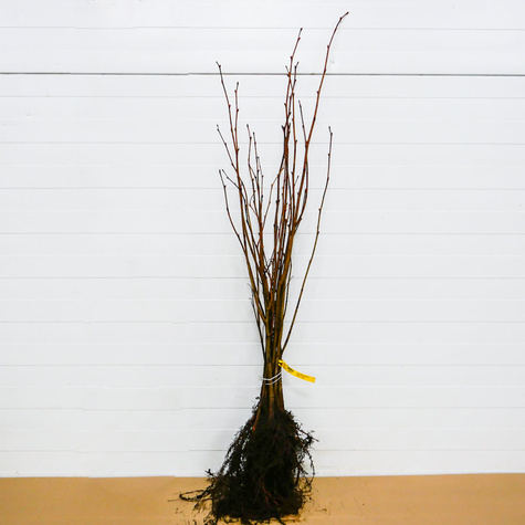 Lipa drobnolistna Miododajna Plant Pack