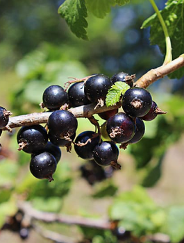 Porzeczka czarna Wympieł w doniczce