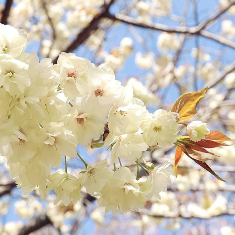 Czereśnia Bladoróżowa Miodówka w doniczce