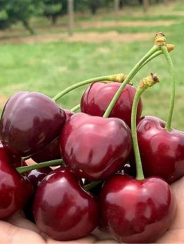 Czereśnia Bawole serca START PACK