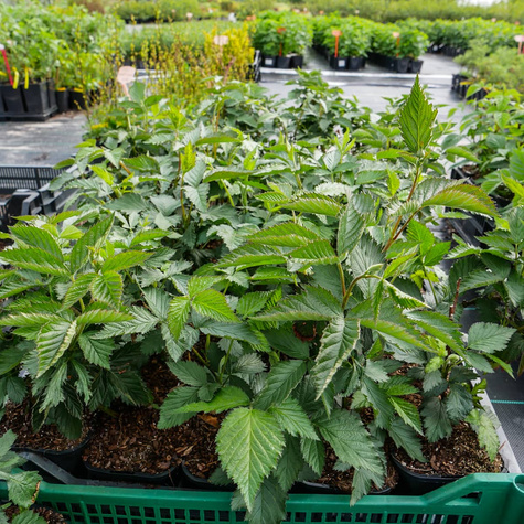 Jeżyna wielkoowocowa bezkolcowa Black Satin (C2)