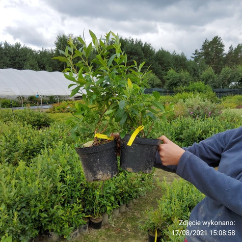 RECORD borówka średnio-późna