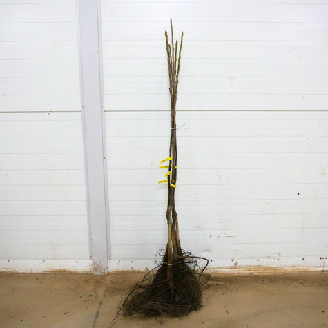 Orzech Włoski Fernette Szczepiony Plant Pack