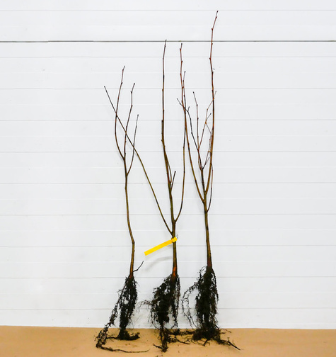 Lipa drobnolistna Miododajna Plant Pack