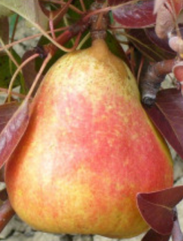 Grusza Kongresówka START PACK