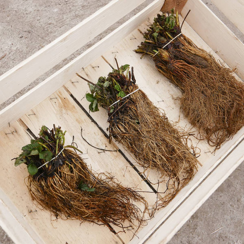 Truskawka Elkat średnio wczesna FRIGO