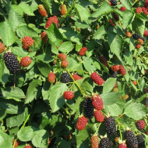 Jeżyna wielkoowocowa Natchez w doniczce