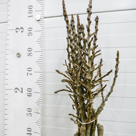 Mini Grusza karłowa karłowe Sunrise Plant Pack