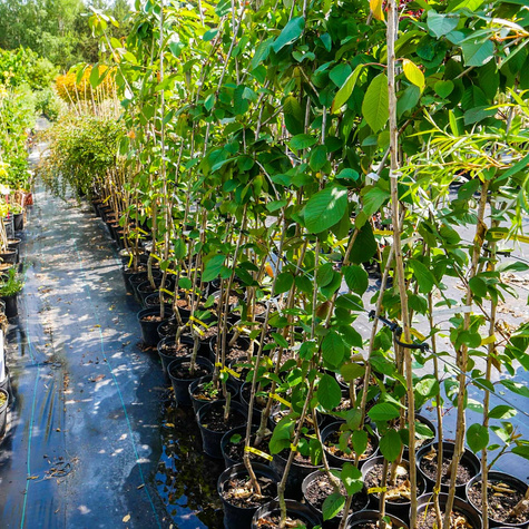 Czereśnia kolumnowa Silva Mrozoodporna w doniczce (C2)