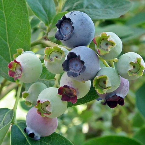 Borówka amerykańska Brigitta