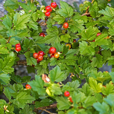 Porzeczka alpejska (C2)
