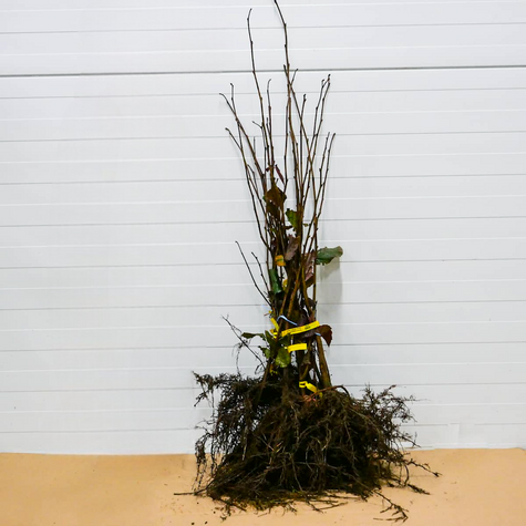 Orzech laskowy Syrena Leszczyna Czerwona START PACK