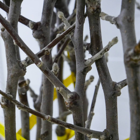 Jabłoń Grafsztynek Prawdziwy Grafsztynek Czerwony START PACK