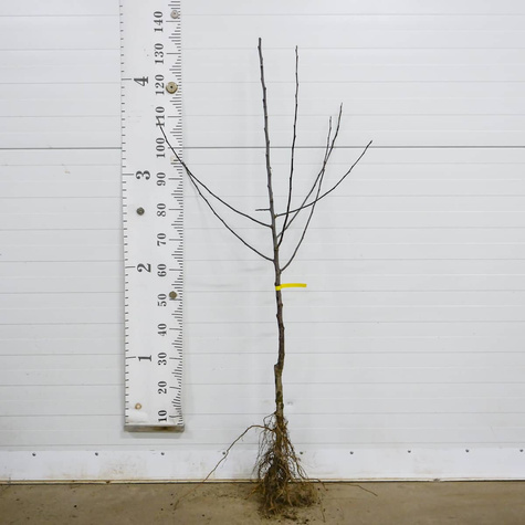 Jabłoń Reneta Blachowa START PACK