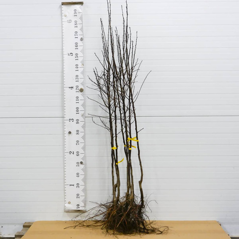 Śliwa Ruth Gerstetter START PACK