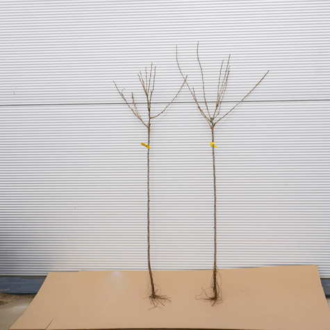 Agrest czerwony Spine Free bezkolcowy na pniu START PACK