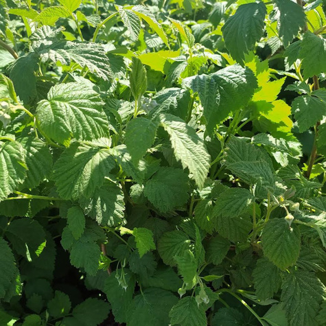 Malina Benefis w doniczce