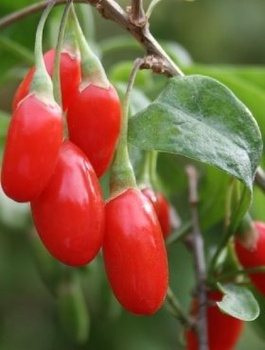 Kolcowój chiński Jagoda Goji 0,1g