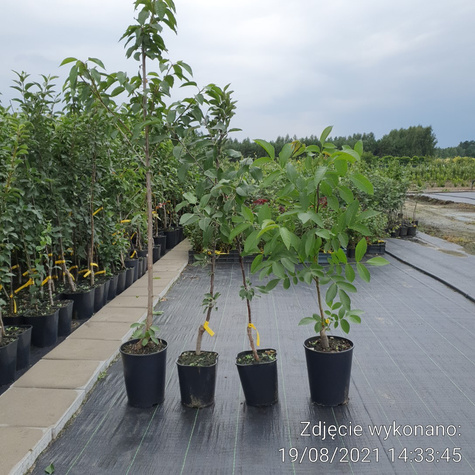 Jabłoń Sztetyna czerwona w doniczce