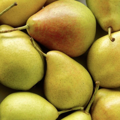 Grusza typu Santa Maria START PACK