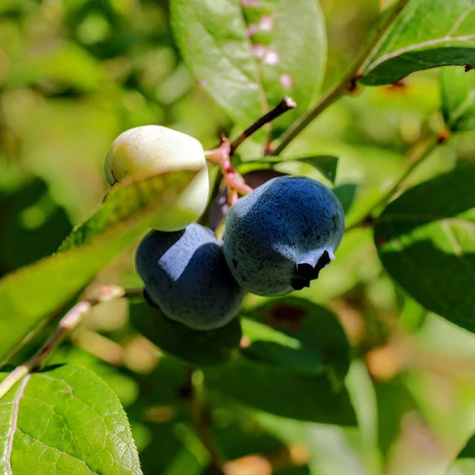 Borówka amerykańska wysoka Bonifacy średniowczesna (C2)