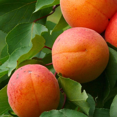 Morela Samuraj START PACK