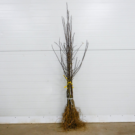 Jabłoń Kandil Sinap Sępka Czubajka START PACK