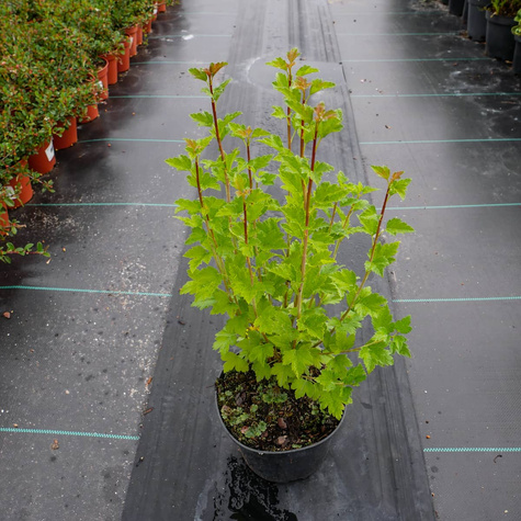 Porzeczka alpejska (P9)