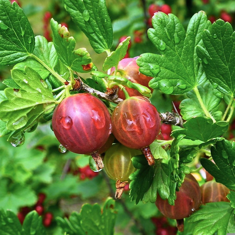 Zestaw Krzewów Owocowych na Pniu Plant Pack