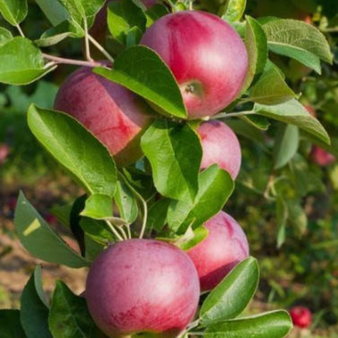 Jabłoń kolumnowa Garden Fountain START PACK