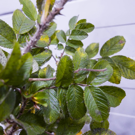 Róża pomarszczona na dżemy Plant Pack