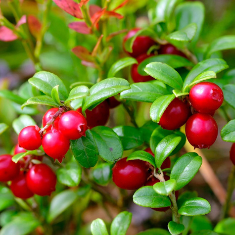 Żurawina wielkoowocowa Stevens w doniczce