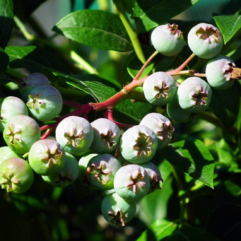 Borówka amerykańska HANNAH'S CHOICE