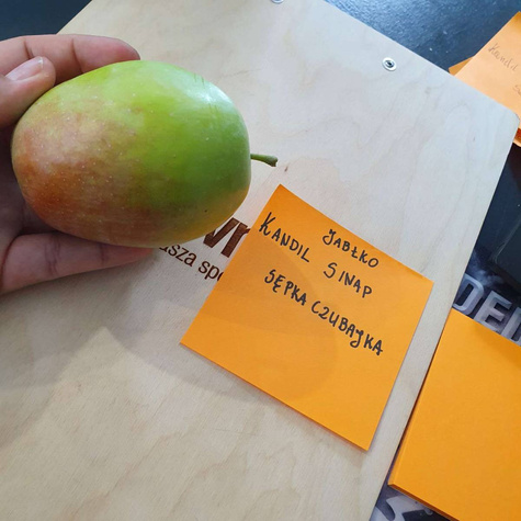 Jabłoń Kandil Sinap Sępka Czubajka START PACK