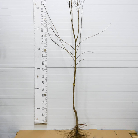 Śliwomorela Dapple Dandy