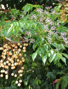 Drzewko Różańcowe Paciorkowe (C2)