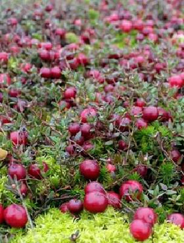 Żurawina wielkoowocowa Stevens w doniczce