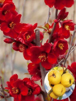 Pigwowiec japoński Red Joy