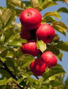 Jabłoń Bohemia Start Pack