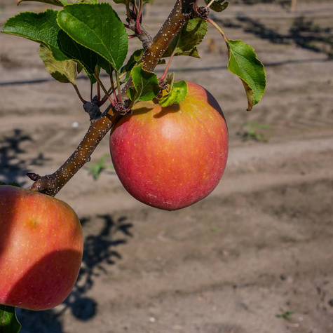 Półkarłowa Jabłoń Szampion START PACK