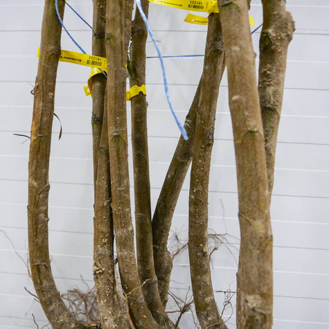 Brzoskwinia Royal Glory Start Pack