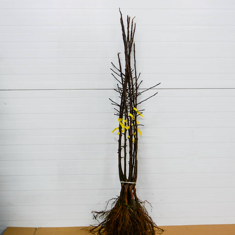 Jabłoń Empire START PACK