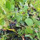 Aronia Czarna Czarnoowocowa Viking (P9)