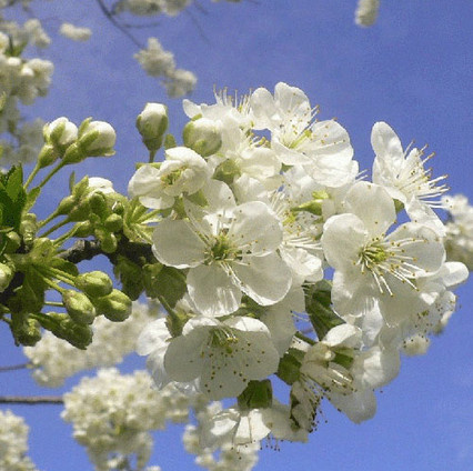 Półkarłowa Śliwa Jubileum