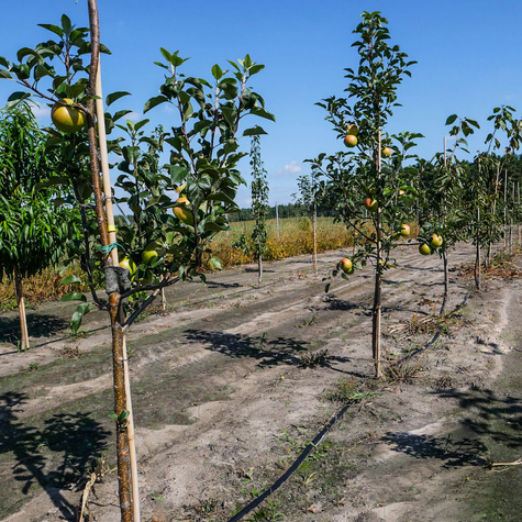 Jabłoń Rajka Parchoodporna